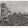 Fence made of old oil well cable. Creek County, Oklahoma