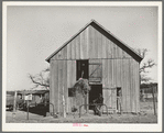 Son of Pomp Hall, Negro tenant farmer, carrying hay into barn to feed mule while his brother pitches down the hay from the loft above. Creek County, Oklahoma