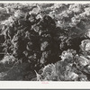 Fertilizer in cabbage field. Bexar County, Texas