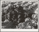 Fertilizer in cabbage field. Bexar County, Texas