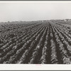 Cabbage field in the winter. Bexar County, Texas