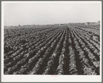 Cabbage field in the winter. Bexar County, Texas