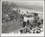 Auction of the prize beef steer at San Angelo Fat Stock Show. San Angelo, Texas