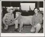 4-H Club boys from Tom Green County showing sheep at the San Angelo Fat Stock Show. San Angelo, Texas