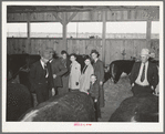 A family group looking at beef steers on display at the San Angelo Fat Stock Show. San Angelo, Texas