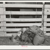 Feed and water buckets in the show barns at the San Angelo Fat Stock Show, San Angelo, Texas