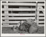 Feed and water buckets in the show barns at the San Angelo Fat Stock Show, San Angelo, Texas