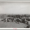 Calves and horses which are used in the rodeo at the San Angelo Fat Stock Show, San Angelo, Texas
