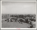 Calves and horses which are used in the rodeo at the San Angelo Fat Stock Show, San Angelo, Texas