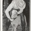 Cowboy trimming up sheep which will be shown at the San Angelo Fat Stock Show, San Angelo, Texas