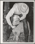 Cowboy trimming up sheep which will be shown at the San Angelo Fat Stock Show, San Angelo, Texas