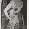 Cowboy trimming up sheep which will be shown at the San Angelo Fat Stock Show, San Angelo, Texas