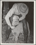 Cowboy trimming up sheep which will be shown at the San Angelo Fat Stock Show, San Angelo, Texas