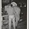 4H club boys putting sheep into pen at the San Angelo Fat Stock Show, San Angelo, Texas
