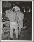 4H club boys putting sheep into pen at the San Angelo Fat Stock Show, San Angelo, Texas