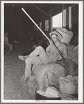 Cowboy resting on hay and rolled up camp bed at the barn at San Angelo Fat Stock Show, San Angelo, Texas