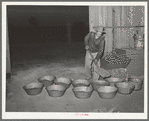 Cowboy shoveling feed into pans for the stock which he is tending while at the San Angelo Fat Stock Show, San Angelo, Texas