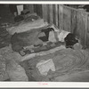 Cowboys asleep in cattle show barns in the San Angelo Fat Stock Show, San Angelo, Texas