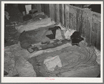 Cowboys asleep in cattle show barns in the San Angelo Fat Stock Show, San Angelo, Texas
