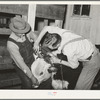Cowboys clipping a Hereford steer which will be shown in the San Angelo Fat Stock Show. San Angelo, Texas