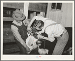 Cowboys clipping a Hereford steer which will be shown in the San Angelo Fat Stock Show. San Angelo, Texas