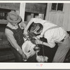 Cowboys clipping a Hereford steer which will be shown in the San Angelo Fat Stock Show. San Angelo, Texas