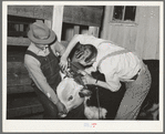 Cowboys clipping a Hereford steer which will be shown in the San Angelo Fat Stock Show. San Angelo, Texas