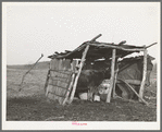 Cowshed on farm of negro farmer in McIntosh County, Oklahoma