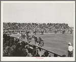 Parade of horses which won ribbons in the show. San Angelo, Texas