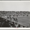 Parade of horses which won ribbons in the show. San Angelo, Texas