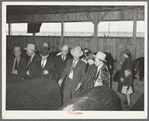 Visitors admiring prize beef steers at the San Angelo Fat Stock Show. San Angelo, Texas