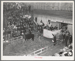 Auction of Hereford cattle at the San Angelo Fat Stock Show. San Angelo, Texas