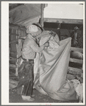Emptying freshly sheared mohair into sack which holds approximately three hundred pounds. Sack is taken to warehouse for storage. Junction, Texas. Kimble County