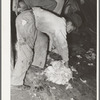 Goat shearer's helper gathering up mohair at the shearing pen. Junction, Texas. Kimble County