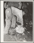 Goat shearer's helper gathering up mohair at the shearing pen. Junction, Texas. Kimble County
