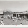 Goat shearers driving goats into shearing pen. Kids and shelters are in the foreground. Junction, Texas. Kimble County