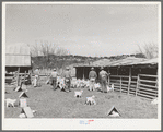 Goat shearers driving goats into shearing pen. Kids and shelters are in the foreground. Junction, Texas. Kimble County