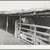 Separating the kids from the goats at shearing pen. Junction, Kimble County, Texas