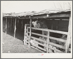 Separating the kids from the goats at shearing pen. Junction, Kimble County, Texas