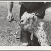 Marking a nanny goat, mother of newly born kid. Her kid will be similarly marked. Kimble County, Texas