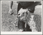 Marking a nanny goat, mother of newly born kid. Her kid will be similarly marked. Kimble County, Texas