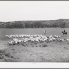 Ranchman driving in goats from the range for shearing. Kimble County, Texas