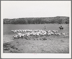 Ranchman driving in goats from the range for shearing. Kimble County, Texas