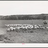 Ranchman driving in goats from the range for shearing. Kimble County, Texas