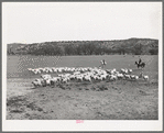 Ranchman driving in goats from the range for shearing. Kimble County, Texas