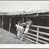 Shearer seperating goats from kids. Kimble County, Texas