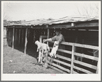 Shearer seperating goats from kids. Kimble County, Texas