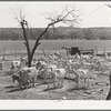 Shorn goats on ranch in Kimble County, Texas