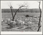 Shorn goats on ranch in Kimble County, Texas