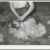 Tying feet of goat with leather strap before shearing. Kimble County, Texas